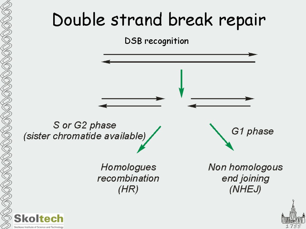 Double strand break repair DSB recognition